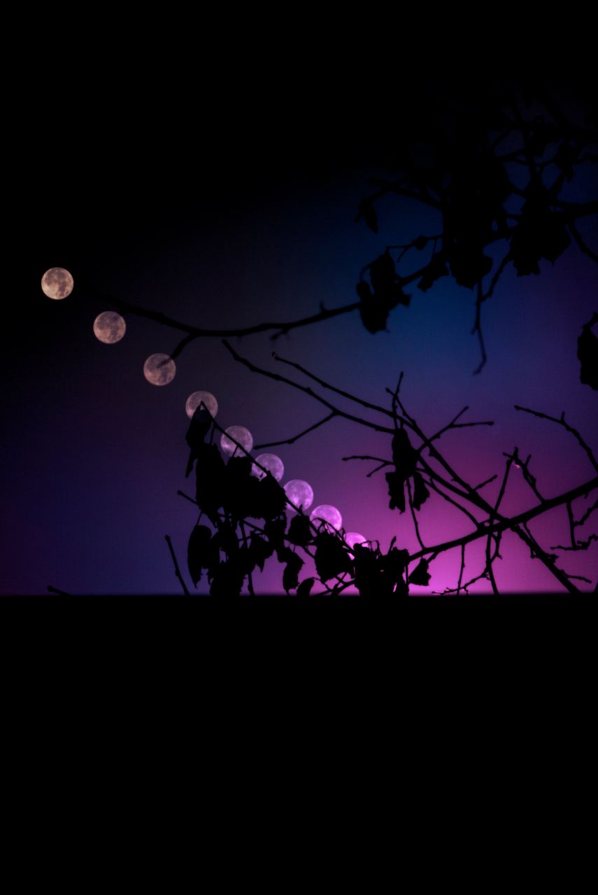The moon through bare branches at dusk